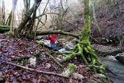 24 Nel torrente vegetazione in...umido